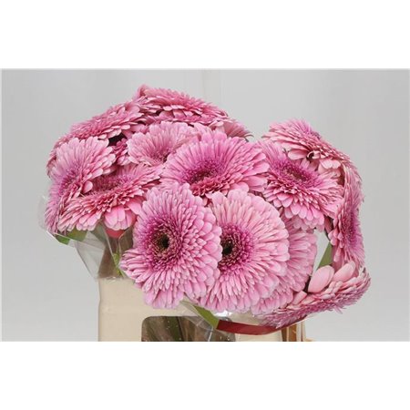 Gerbera * Magic Ball x20 c1849