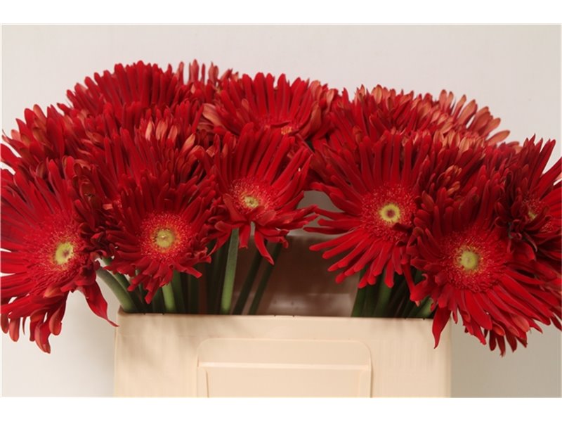 Gerbera * Pasta Brenn x40 c1851