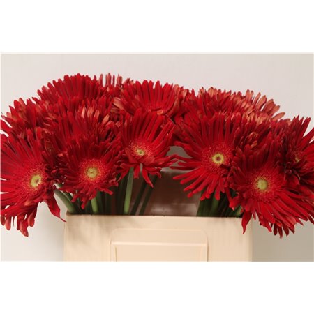 Gerbera * Pasta Brenn x40 c1851