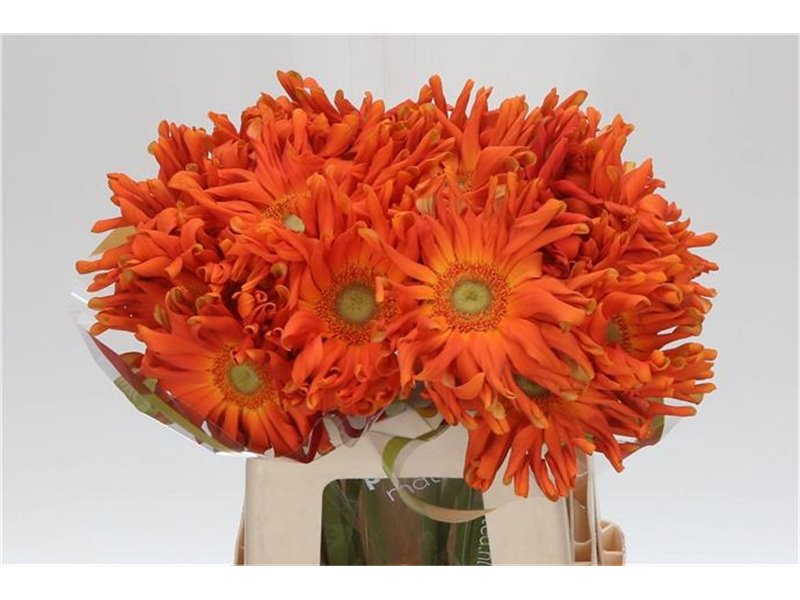 Gerbera * Pasta Marinara x20 c1852