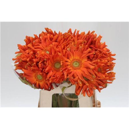 Gerbera * Pasta Marinara x20 c1852