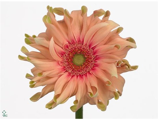 Gerbera * Pasta Rosata X50 c1853