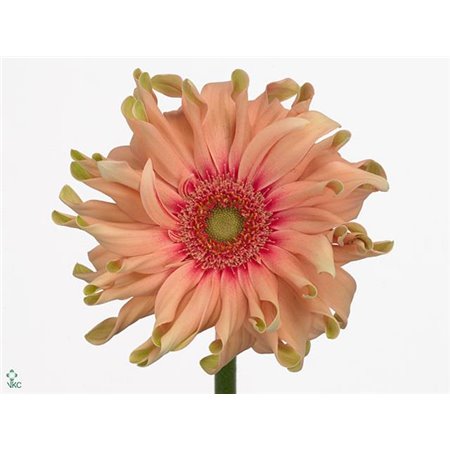Gerbera * Pasta Rosata X50 c1853