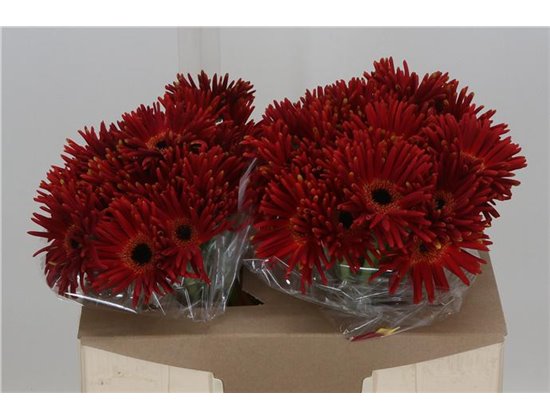 Gerbera * Pastini Soiree x25 c1854