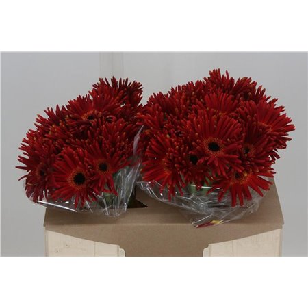 Gerbera * Pastini Soiree x25 c1854
