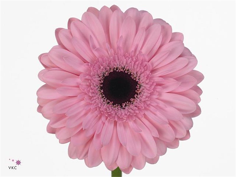 Gerbera * Pre-semmy X50 c1857