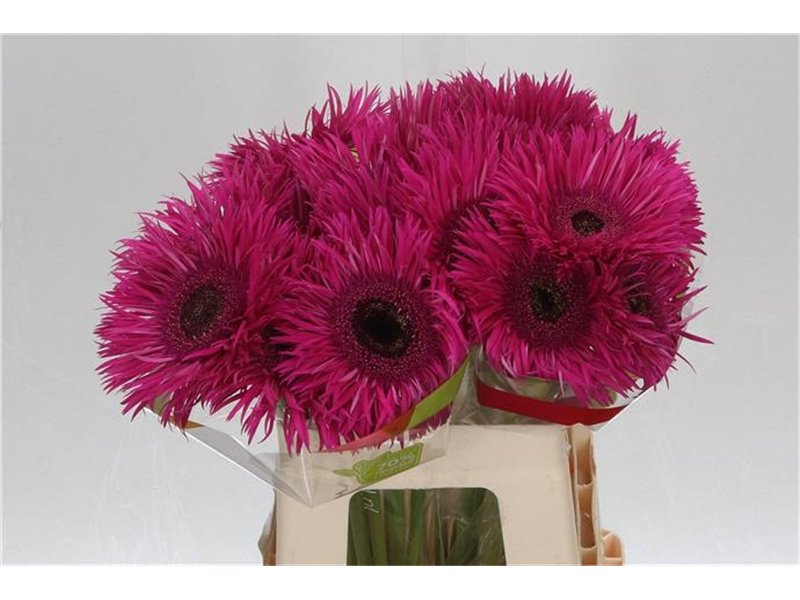Gerbera * Sp Nola x20 c1864