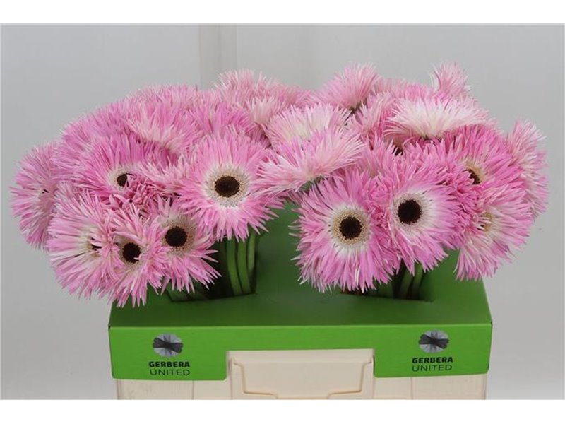 Gerbera * Sp Stitch X50 c1865