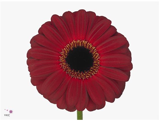 Gerbera * Sp Stitch X50 c1866
