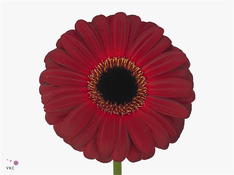 Gerbera * Sp Stitch X50 c1866