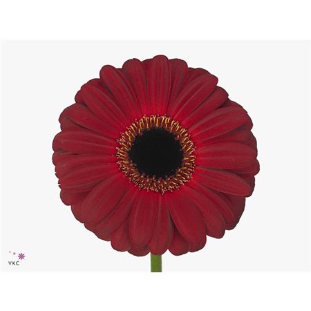 Gerbera * Sp Stitch X50 c1866