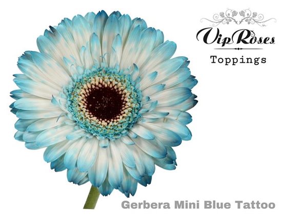 Gerbera Dark Diamond Box c1867