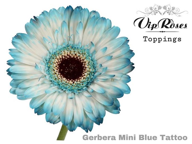 Gerbera Dark Diamond Box c1867