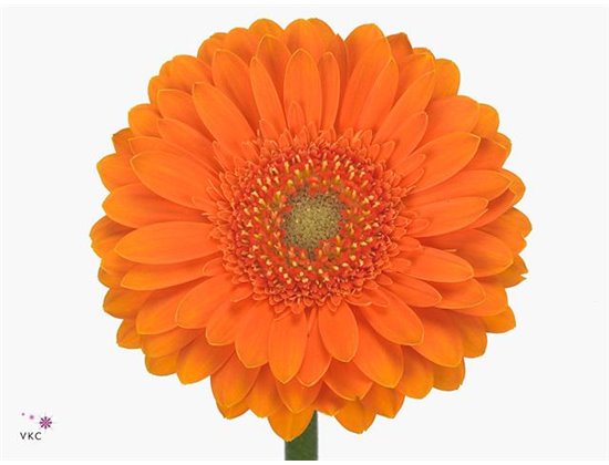 Mini Gerbera Cuby x20 c1884