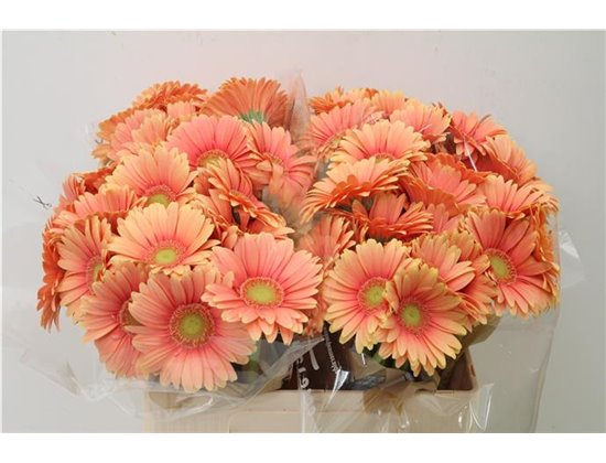 Mini Gerbera Dora x20 c1888