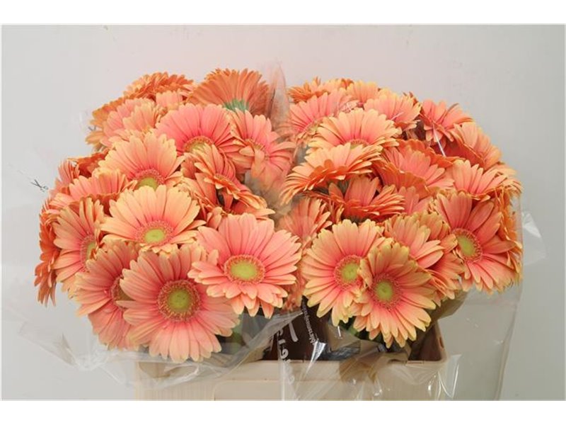 Mini Gerbera Dora x20 c1888