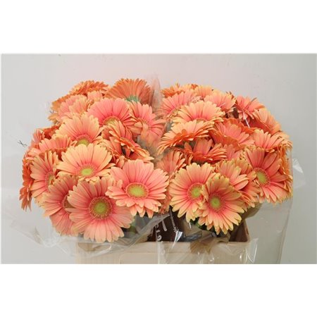 Mini Gerbera Dora x20 c1888