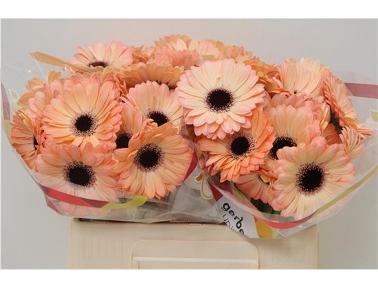 Mini Gerbera Jedi x20 c1897