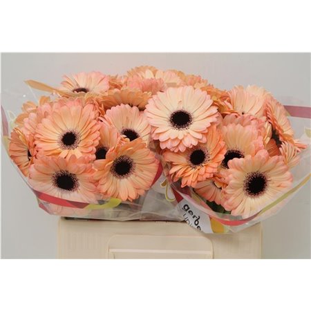 Mini Gerbera Jedi x20 c1897