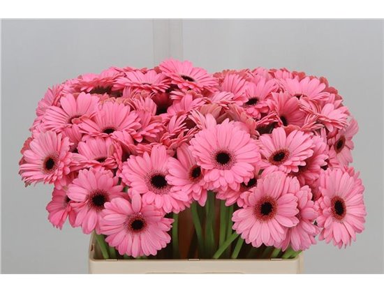 Mini Gerbera Jolie X80 c1898