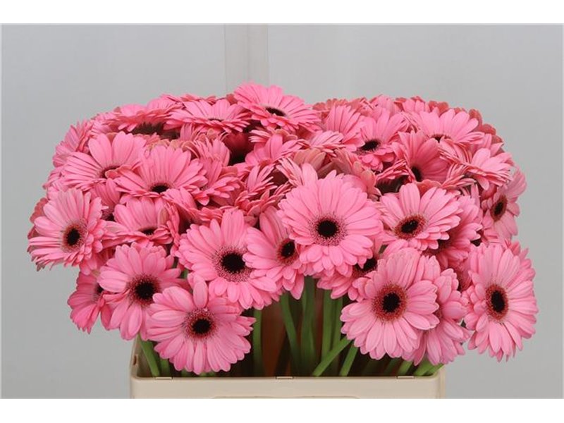 Mini Gerbera Jolie X80 c1898