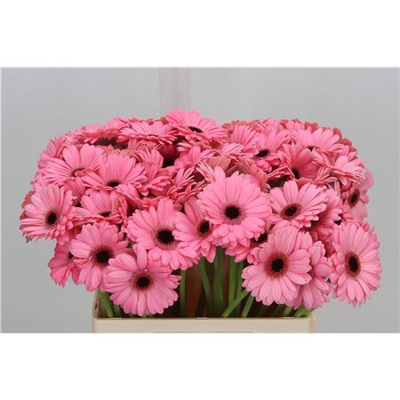 Mini Gerbera Jolie X80 c1898