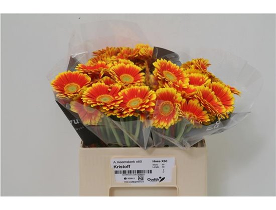 Mini Gerbera Kristoff x20 c1904