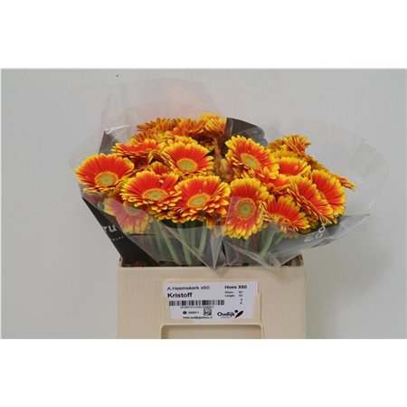 Mini Gerbera Kristoff x20 c1904