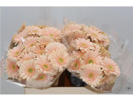 Mini Gerbera Miami x20 c1909