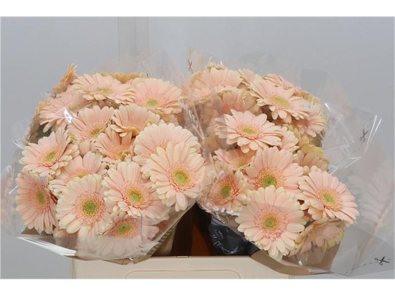 Mini Gerbera Miami x20 c1909