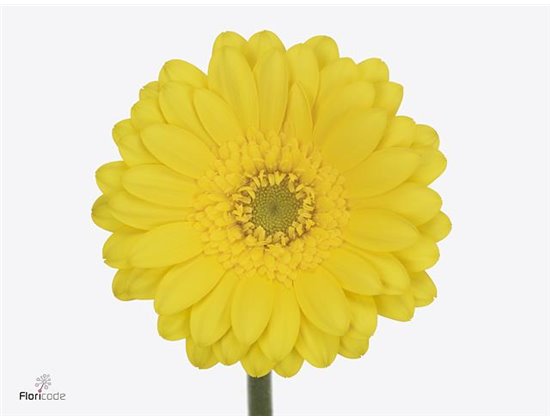 Mini Gerbera Moreno x20 c1913
