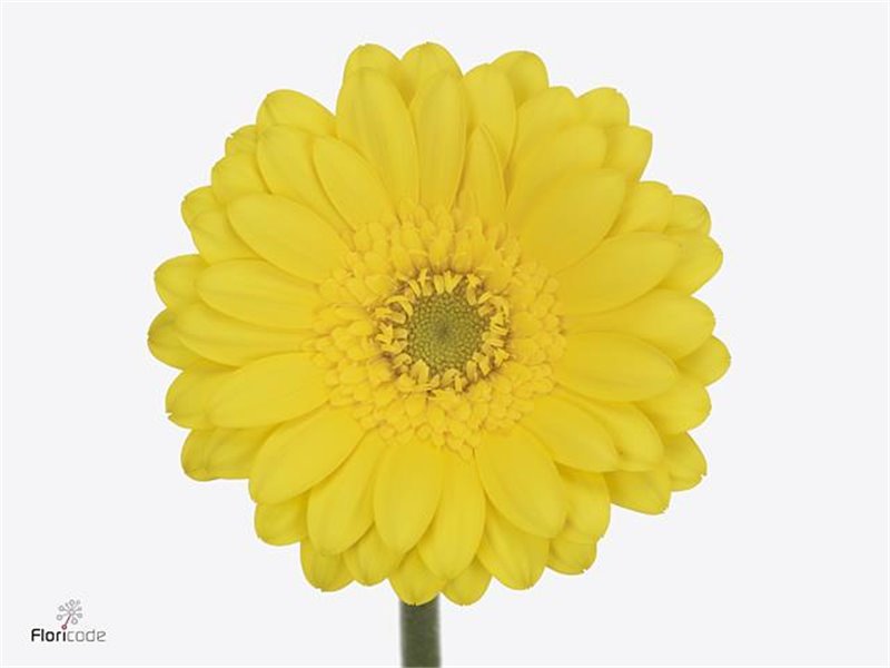 Mini Gerbera Moreno x20 c1913