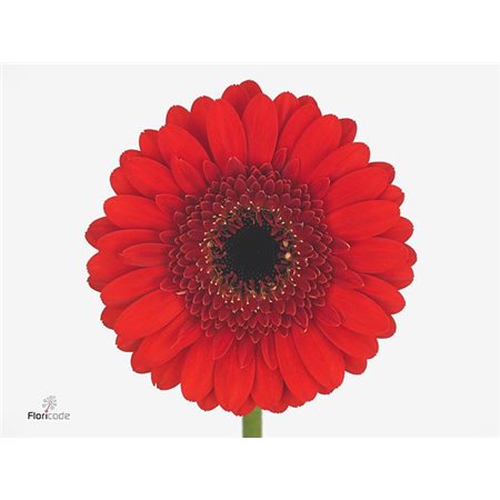 Mini Gerbera Nirvana X80 c1915