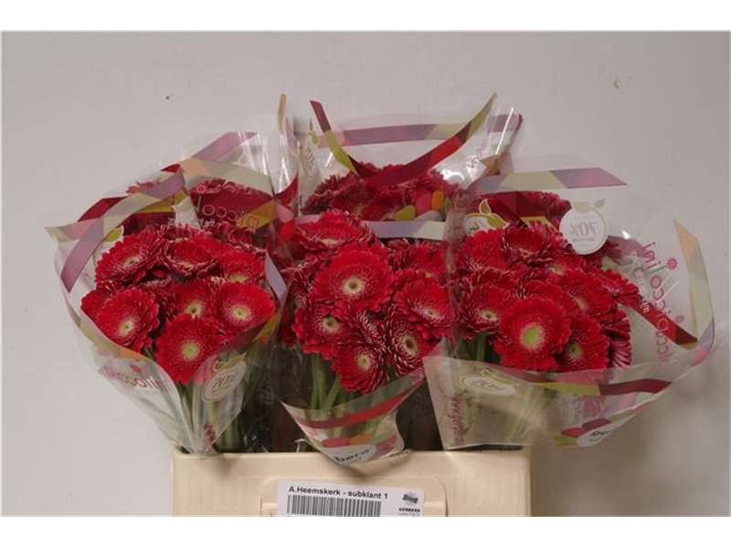 Mini Gerbera Piccolini Mixed Fust X120 c1921