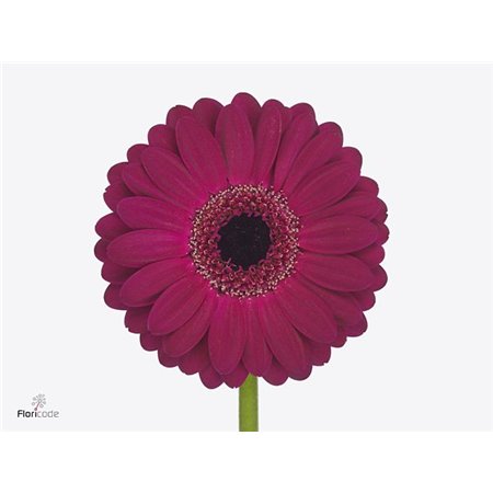 Mini Gerbera Platini x20 c1924