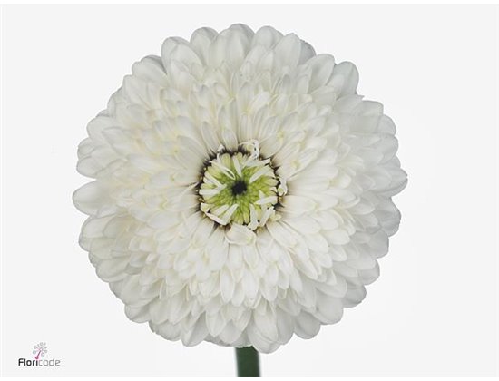 Mini Gerbera Pom Amando x20 c1925