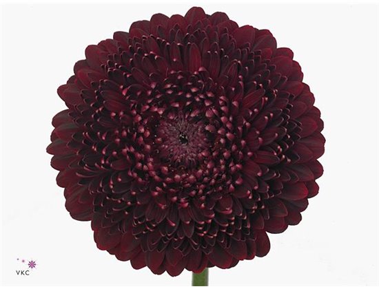 Mini Gerbera Pomponi Black Pearl x20 c1931