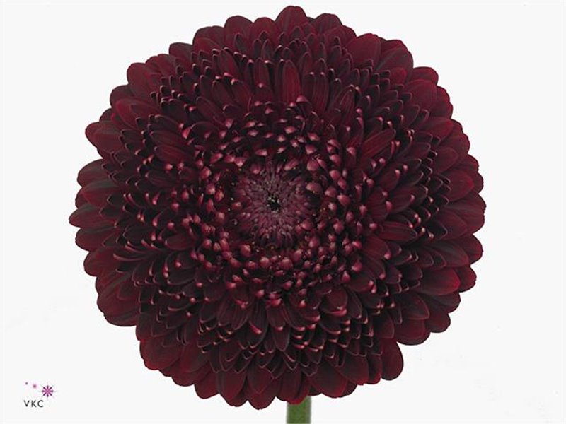Mini Gerbera Pomponi Black Pearl x20 c1931