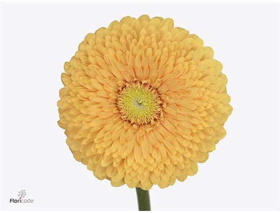 Mini Gerbera Pomponi Bunny x20 c1933