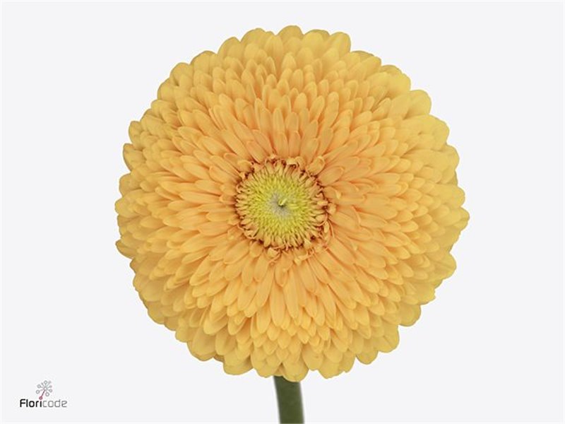 Mini Gerbera Pomponi Bunny x20 c1933