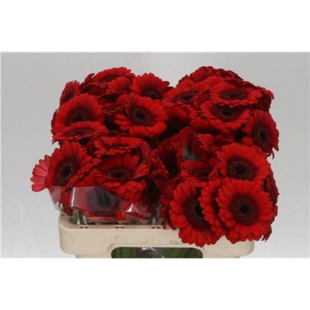 Mini Gerbera Red Ruby x20 c1942
