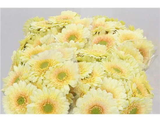 Mini Gerbera Romily x20 c1943