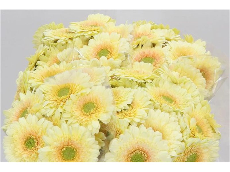 Mini Gerbera Romily x20 c1943