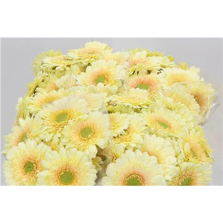Mini Gerbera Romily x20 c1943