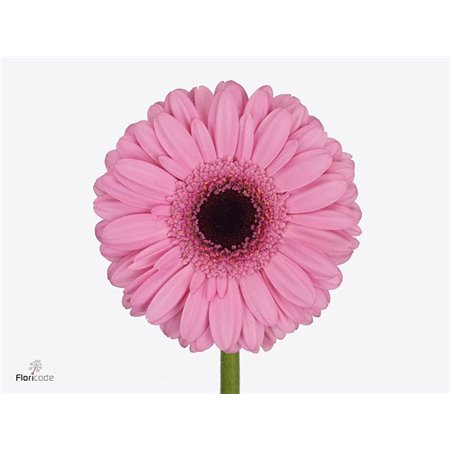 Mini Gerbera Talent x20 c1949