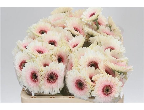 Mini Gerbera Teddy x20 c1950