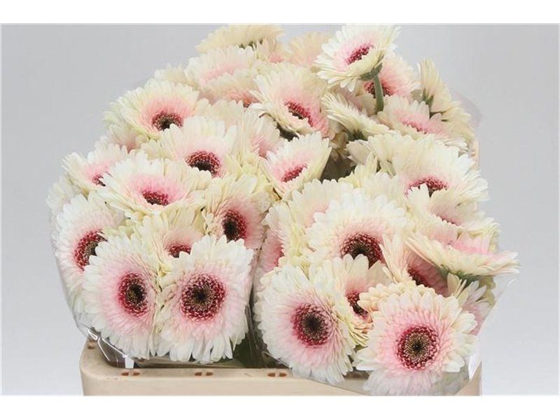 Mini Gerbera Teddy x20 c1950