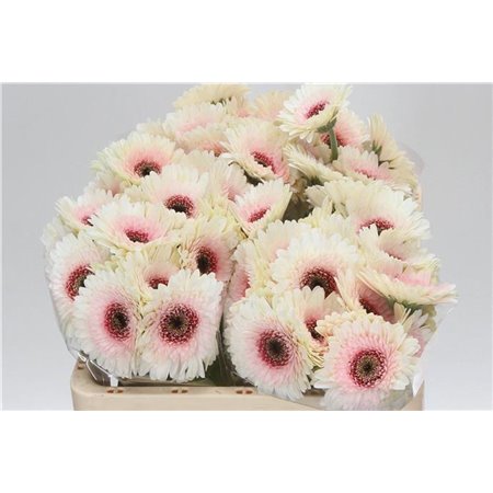 Mini Gerbera Teddy x20 c1950