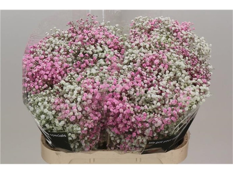 Gipsofila Dyed Disco Pale Rose c2007