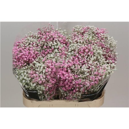 Gipsofila Dyed Disco Pale Rose c2008